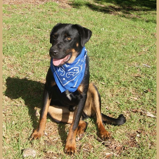 Photo of Bruce (2) (On Trial 23/6/13)