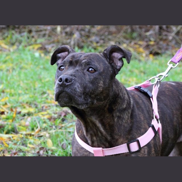 Photo of Sadie