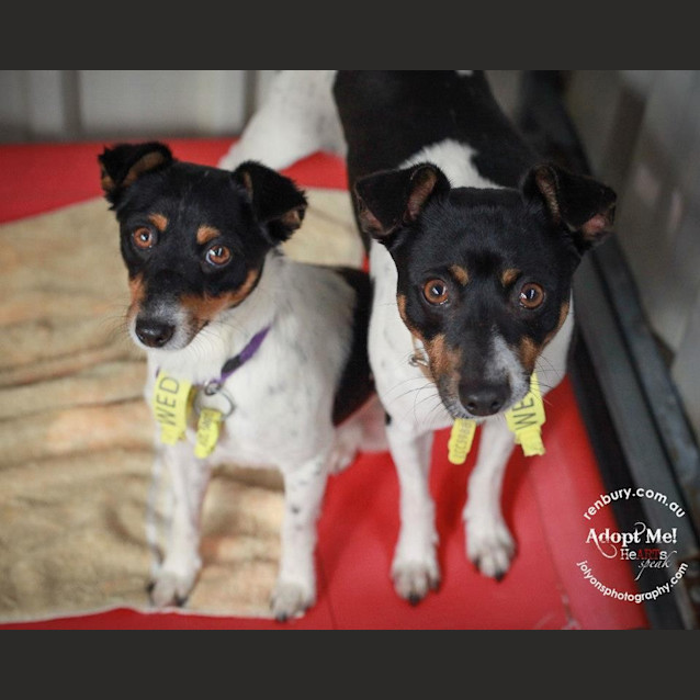 Photo of Archie And Jackson Adoption Pending (Ya Y)
