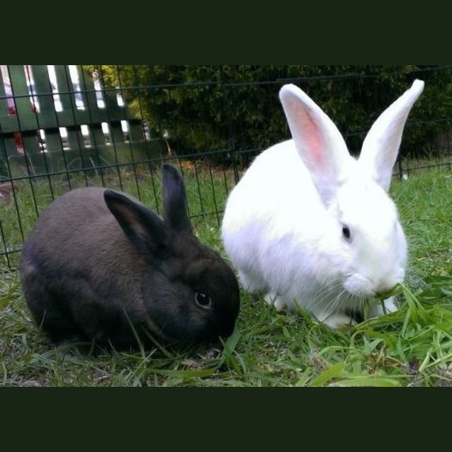 Photo of Kylie & Mr.Flopsy