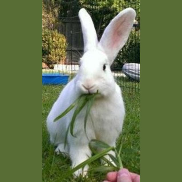 Photo of Kylie & Mr.Flopsy