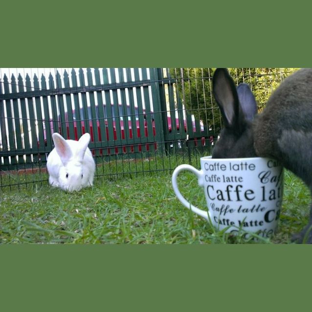 Photo of Kylie & Mr.Flopsy