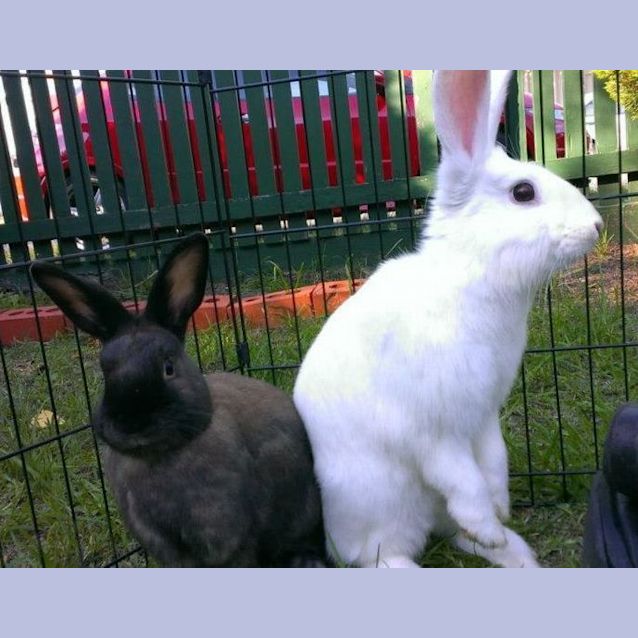 Photo of Kylie & Mr.Flopsy