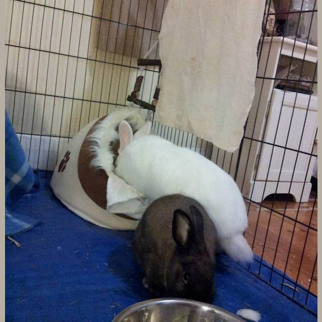 Photo of Kylie & Mr.Flopsy