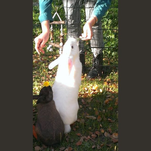 Photo of Kylie & Mr.Flopsy