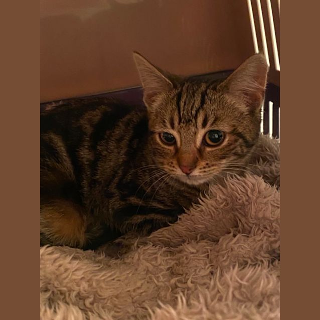Photo of Parker **2nd Chance Cat Rescue**