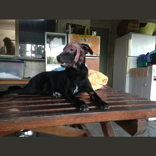 Photo of Sheba