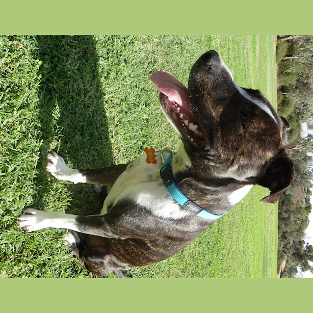 Photo of Diesel *On Trial In His New Home*