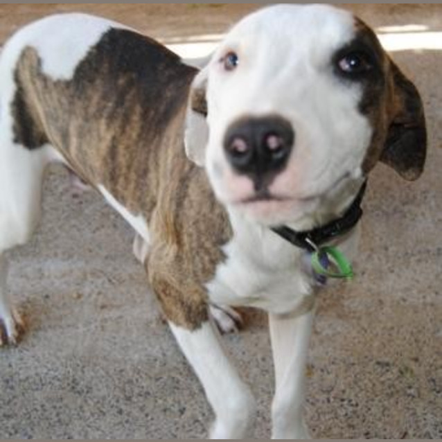 Photo of Pup 