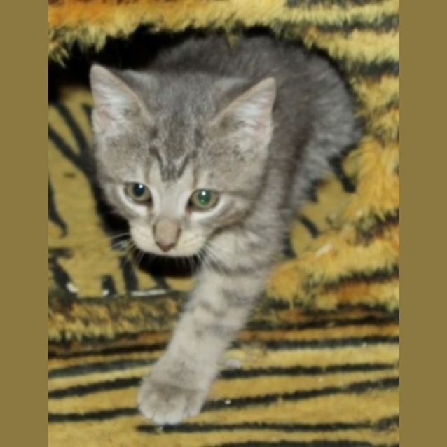 Photo of Sprinkles
