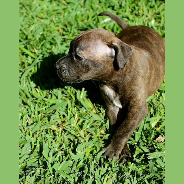 Photo of Ainsley (Pets Domain Lake Haven)