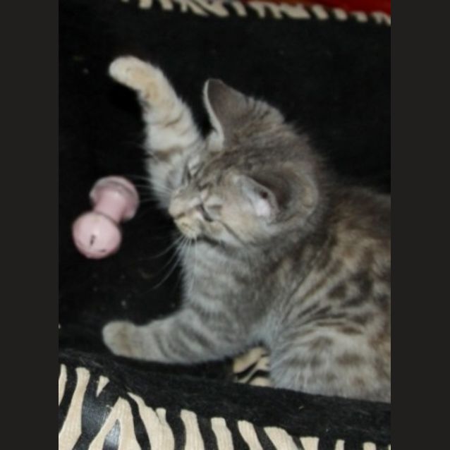 Photo of Sparkles