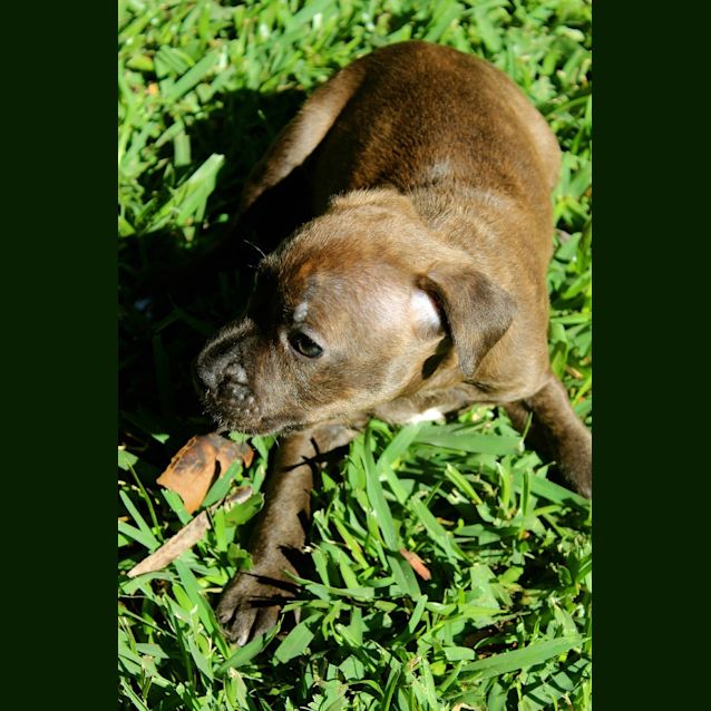 Photo of Emilia  (Pets Domain Lake Haven)