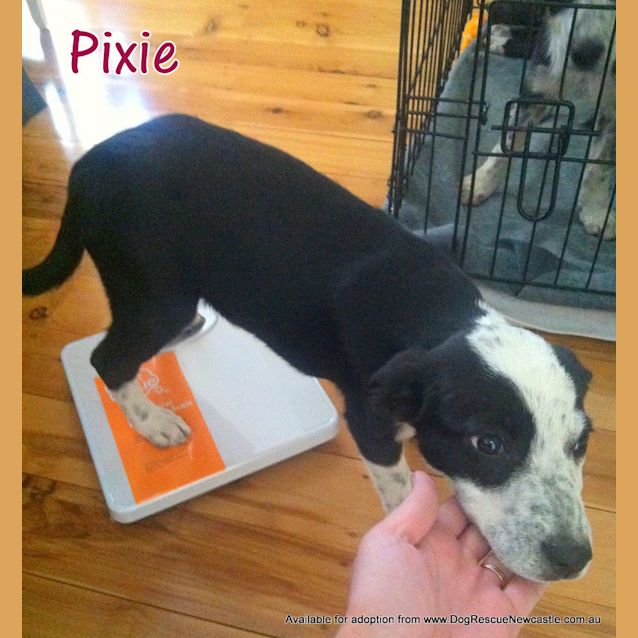Photo of Pixie (On Trial 18/7/13)
