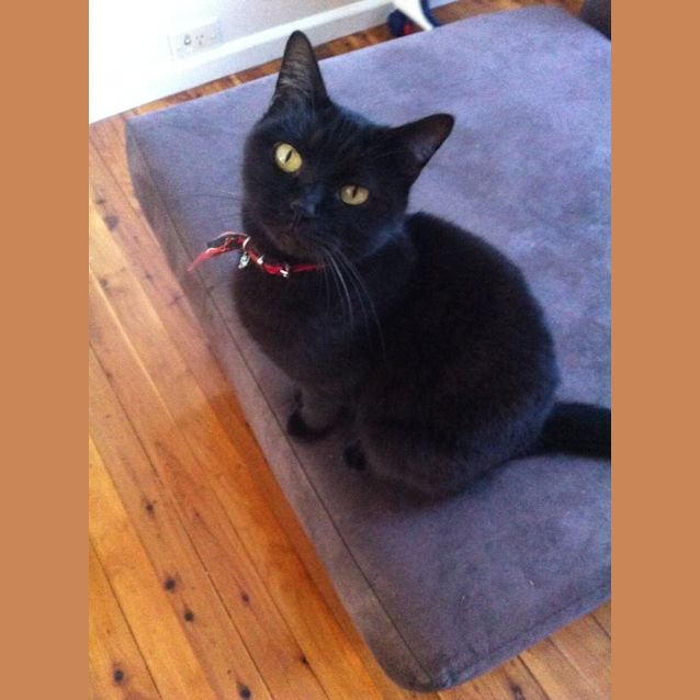 Photo of Mishka
