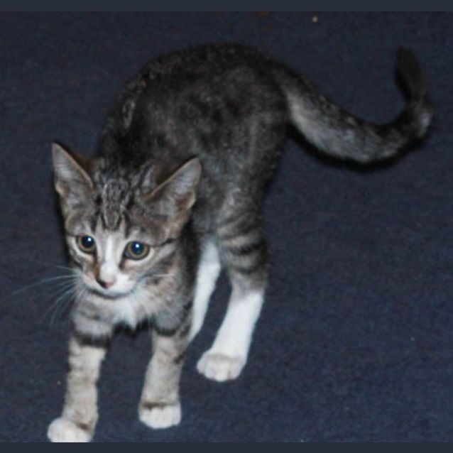 Photo of Fitz
