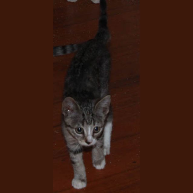 Photo of Fitz