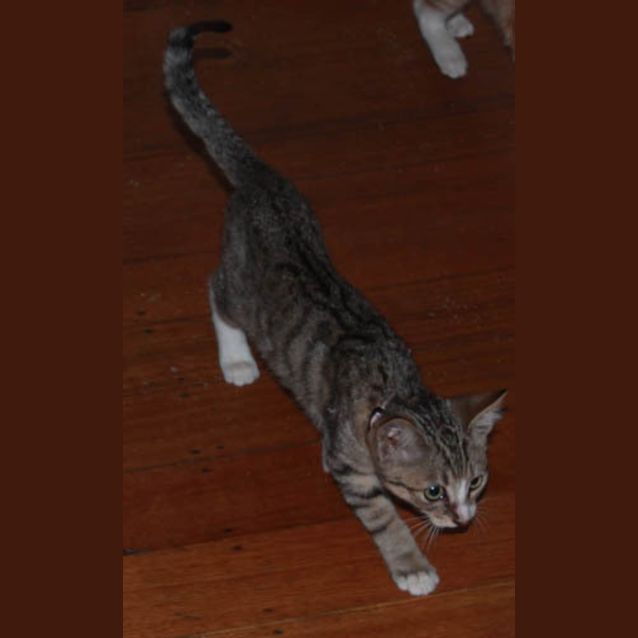 Photo of Gracie