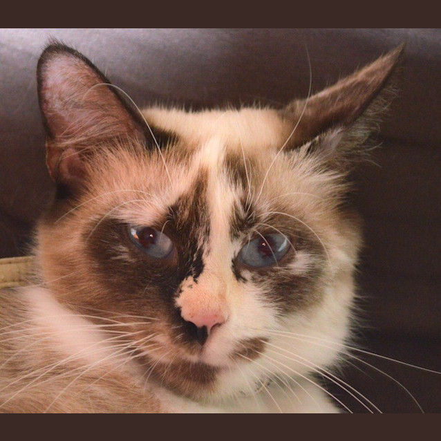 Photo of Kitty