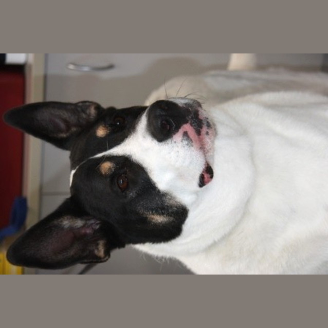 Photo of Pancake