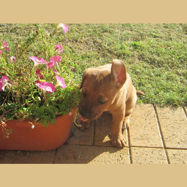 Photo of Dougie