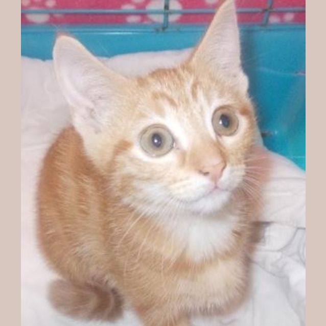 Photo of Peaches