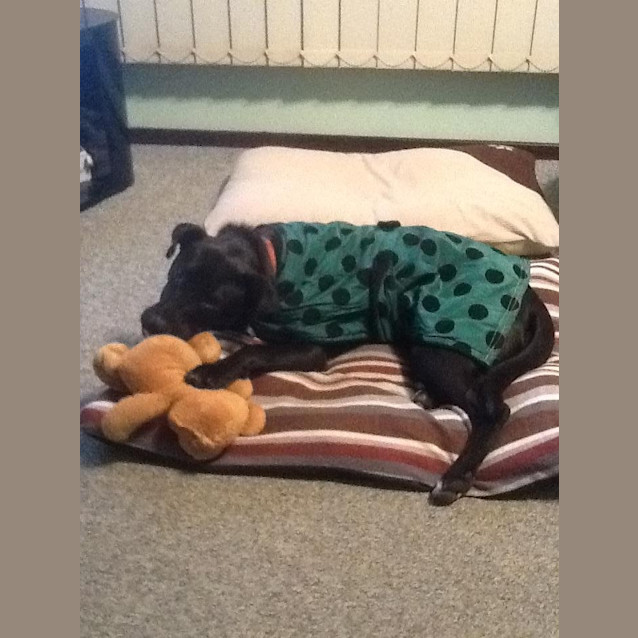 Photo of Jet (On Trial 16/6/13)
