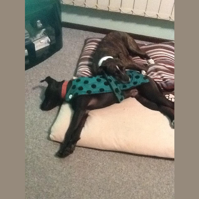 Photo of Jet (On Trial 16/6/13)