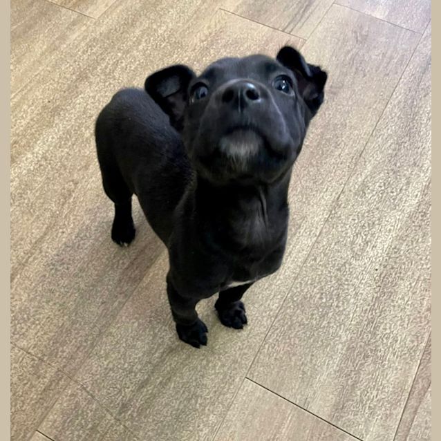 Photo of Chance