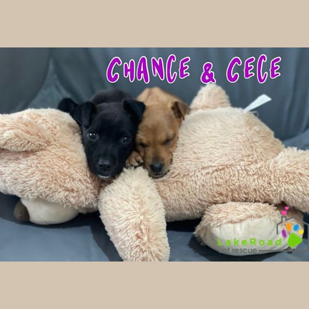 Photo of Chance