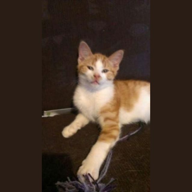 Photo of Harvey
