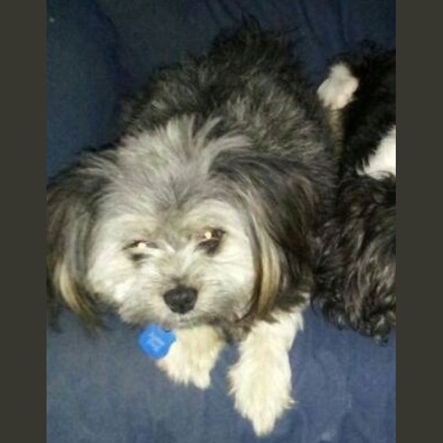 Photo of Havoc