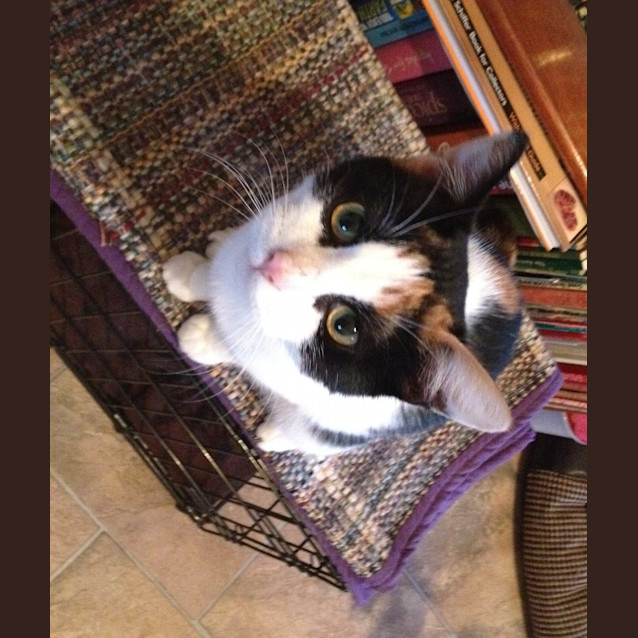 Photo of "Delta"   Purrfect Match