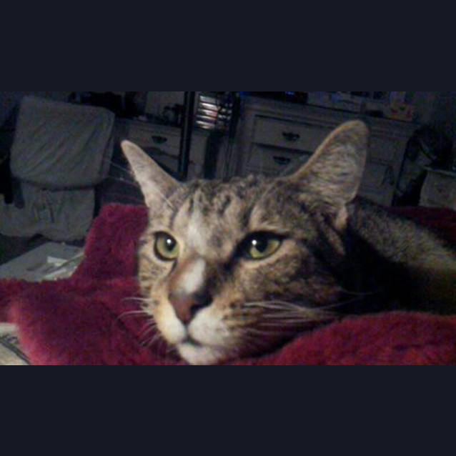 Photo of Romano