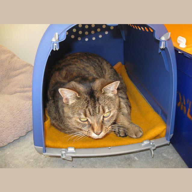 Photo of Ribby / Libby