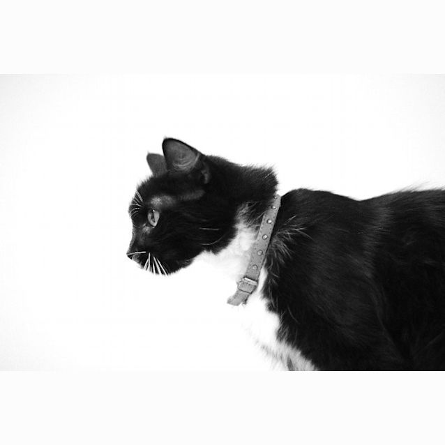 Photo of Malika
