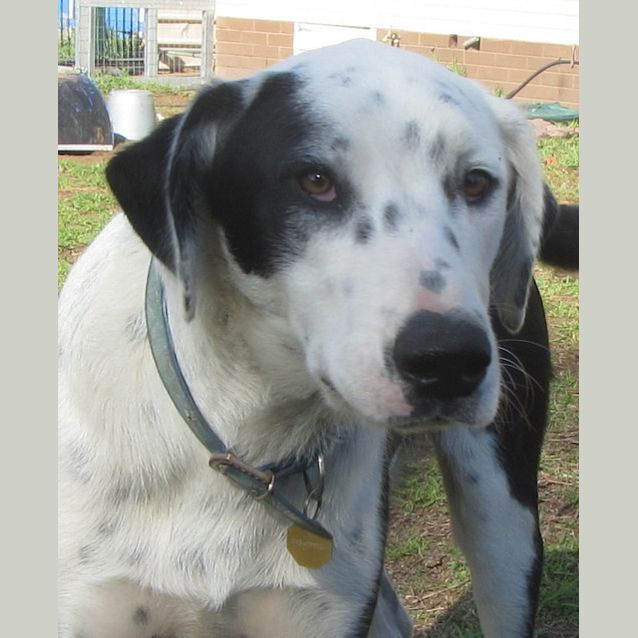 Photo of Jax  ...Adoption Fee Reduced