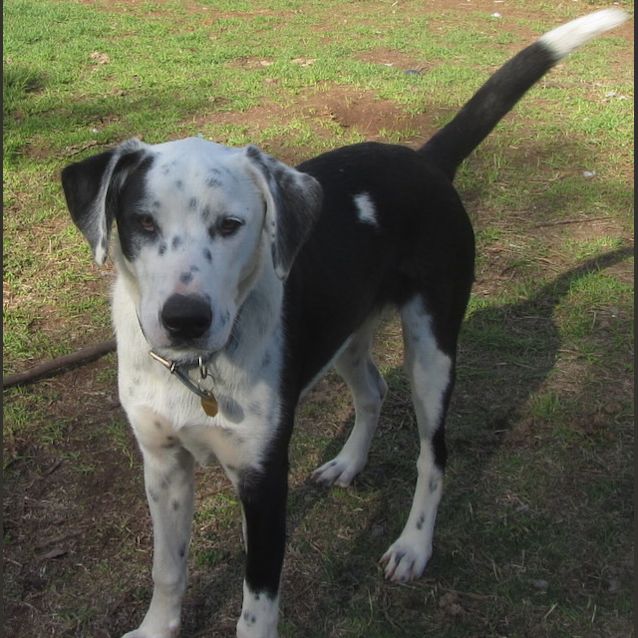 Photo of Jax  ...Adoption Fee Reduced