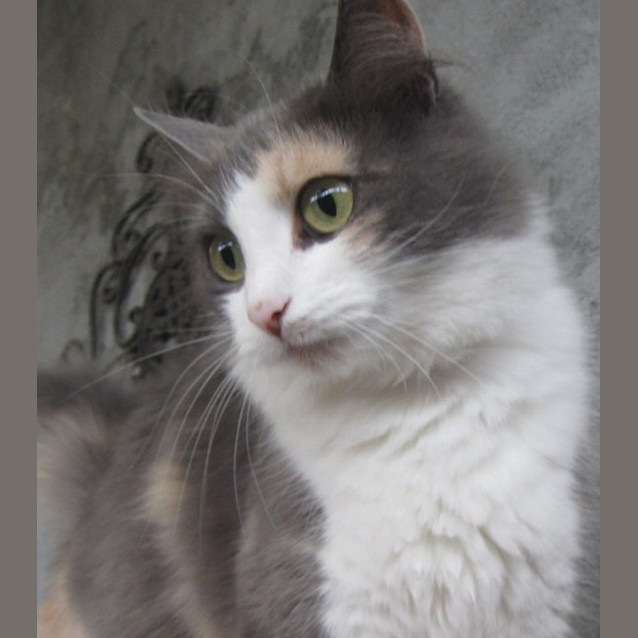 Photo of Bronte