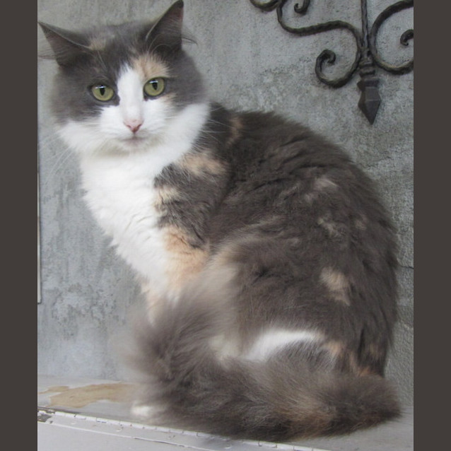 Photo of Bronte
