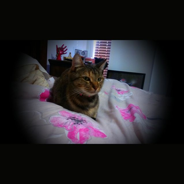 Photo of Honey