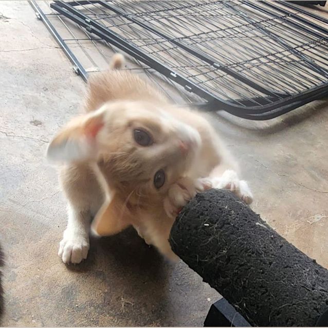 Photo of Jax
