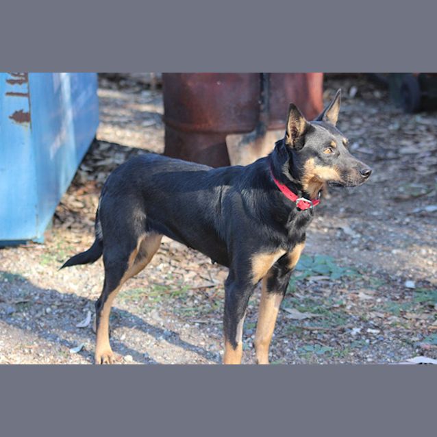 Photo of Opal