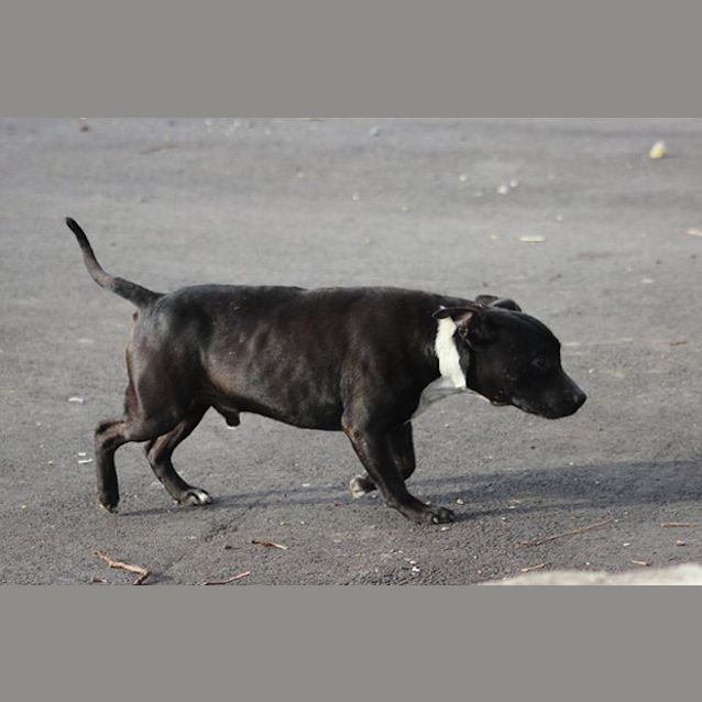 Photo of Amigo