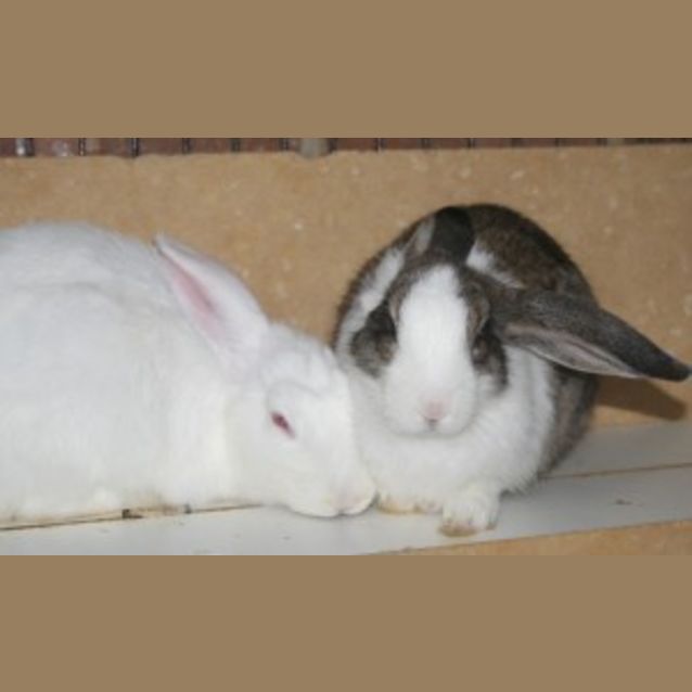 Photo of Snow & Millie
