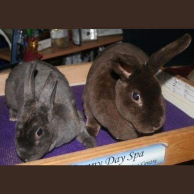 Photo of Bobo (Beatrix) & Mitzy