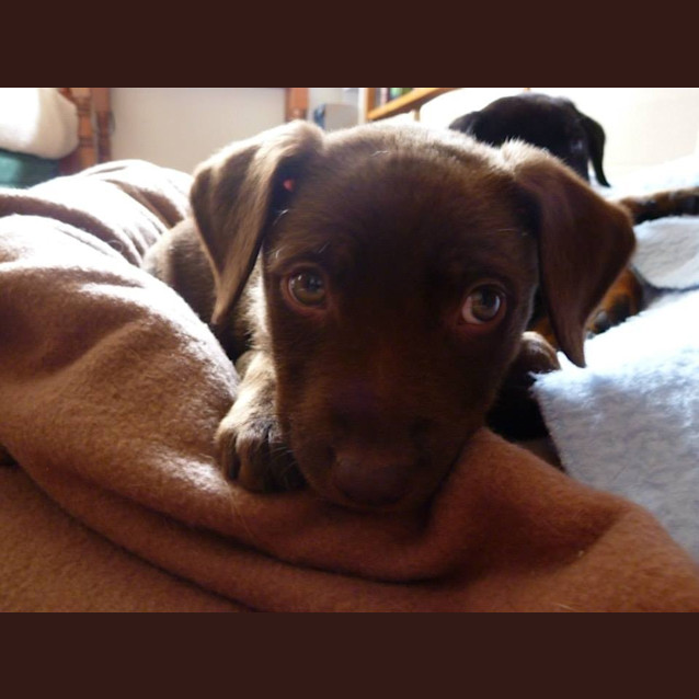 Photo of Minnie D406 Adoption Pending