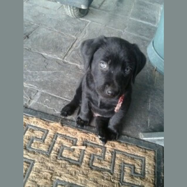 Photo of Bommer D408