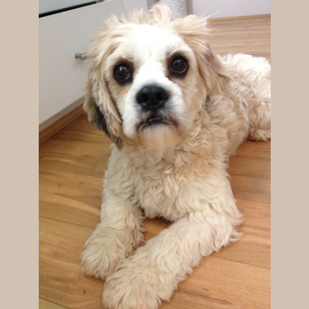 Photo of Teddy 