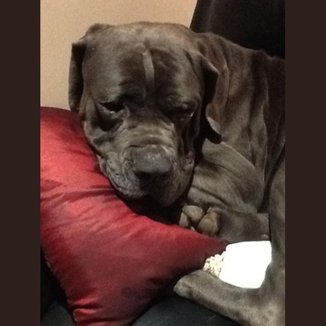 Photo of Boof